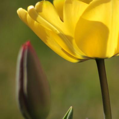 tulipes 1_419