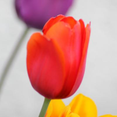 tulipes 2_420